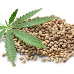 cannabis seeds