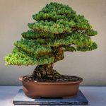 Curious about bonsai trees but don't know where to start? This guide covers the most popular types and offers tips on how to care for them. Curious about bonsai trees but don't know where to start? This guide covers the most popular types and offers tips on how to care for them.