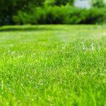 lawn fertilization