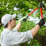 tree trimming and pruning