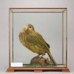 taxidermy art