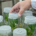 plant biotechnology