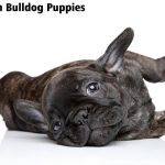 French Bulldog Puppies