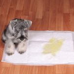 puppy potty training