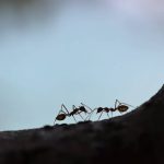 types of ants in Florida