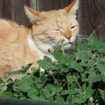 catnip plant for cats