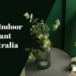 Australia to Hire Indoor Plants