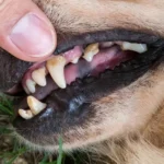 Dog and its teeth