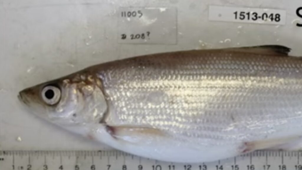 Shortnose Cisco fish