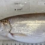 Shortnose Cisco fish