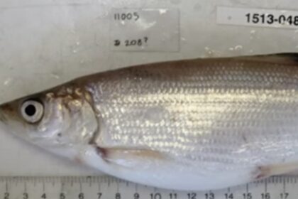 Shortnose Cisco fish